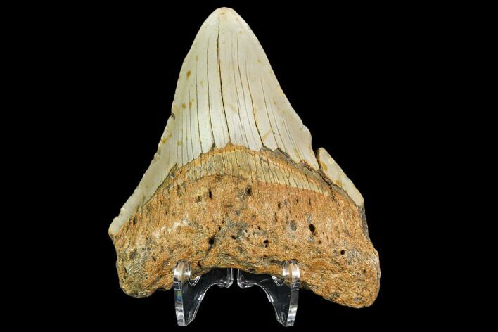 Fossil Megalodon Tooth - North Carolina #108999